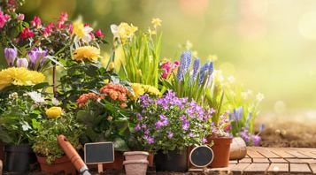 Umziehen mit dem eigenen Garten - So gelingt das Umsiedeln der Pflanzen